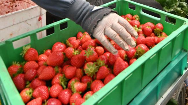 Some workers are being paid less than $2 an hour to pick fruit on farms, a new investigation finds. Picture: Lyndon Mechielsen