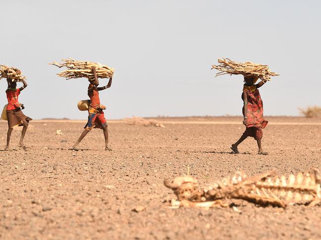 Turkana women carrying firewood walk past a carcass of a cow, in the area of Loiyangalani, which is the worst affected by the prolonged drought, in Marsabit, northern Kenya, on July 12, 2022. - At least 18 million people across the Horn of Africa are facing severe hunger as the worst drought in 40 years devastates the region. Over four million are in Kenya's often-forgotten north, a number that has climbed steadily this year, as the crisis struggles to attract national attention in the midst of a hard-fought -- and expensive -- election campaign. (Photo by Simon MAINA / AFP)