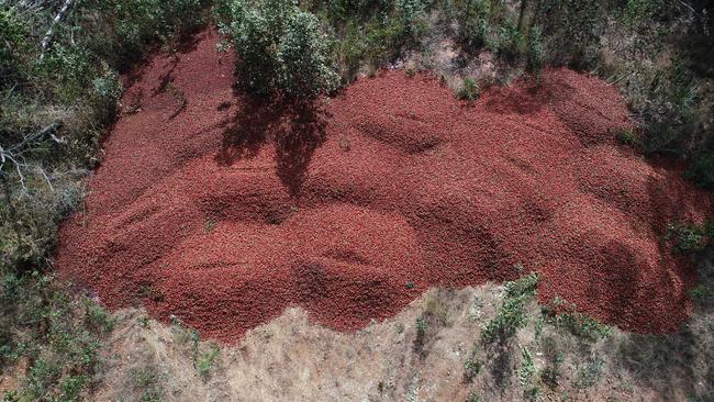 Dumped strawberries at Donnybrook Berries at Elimbah.