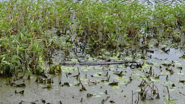 The crocodile posted to the Halliday Bay Resort Golf Course and RV Park Facebook page.