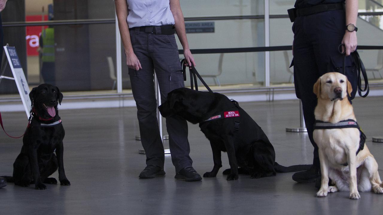 Adelaide Airport Begins Covid-19 Detector Dog Trial 