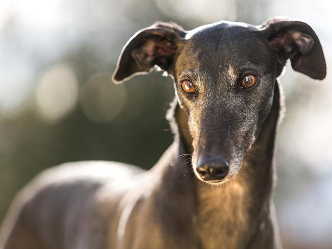 SMART daily Pets column. Black greyhound dog looking off camera off lead with ears sticking up.  Picture: iStock