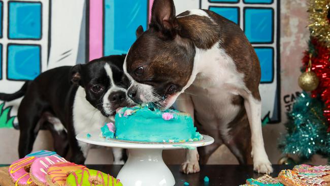 Boston Terriers Jax and Poppi chow down at Woof Gateaux Boutique Pet Bakery as owners continue to spend more on their pooches. Picture:Justin Lloyd.