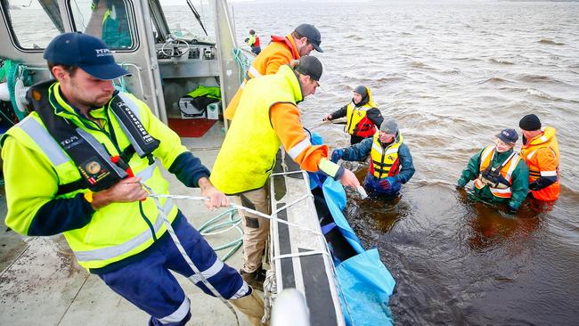 Petuna Aquaculture feed manager Tom Mountney, crewmen Nick Hall and operations manager Ty Becker, back, tie a pilot what to the side of the company's boat 'digger' with the help of rescuers from various organisations to tow it to open seas after 470 whales became stranded in Macquarie Harbour at Strahan. Picture: PATRICK GEE