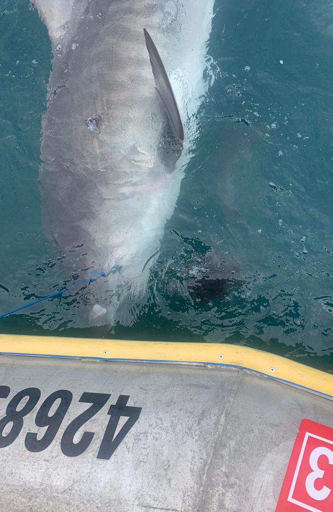 JCU researchers photograph Tiger shark regurgitating dead echidna in ...