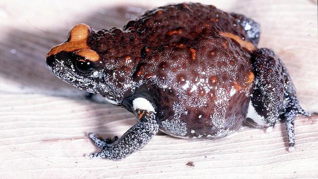 The habitat of the endangered red-crowned toadlet would be impacted by work to reduce flooding. Picture: Supplied