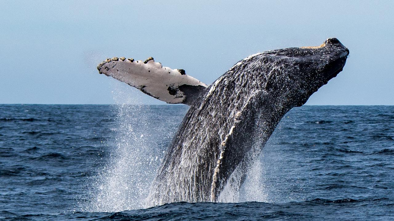 Family injured after boat hits humpback whale near Alaska | news.com.au ...