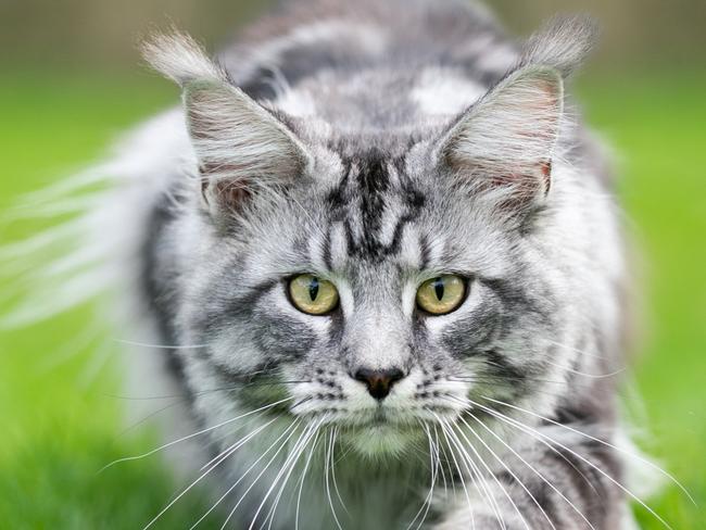 SMART Daily Pets Q&A. Silver tabby maine coon cat hunting walking towards camera lowered with copy space. Picture: iStock