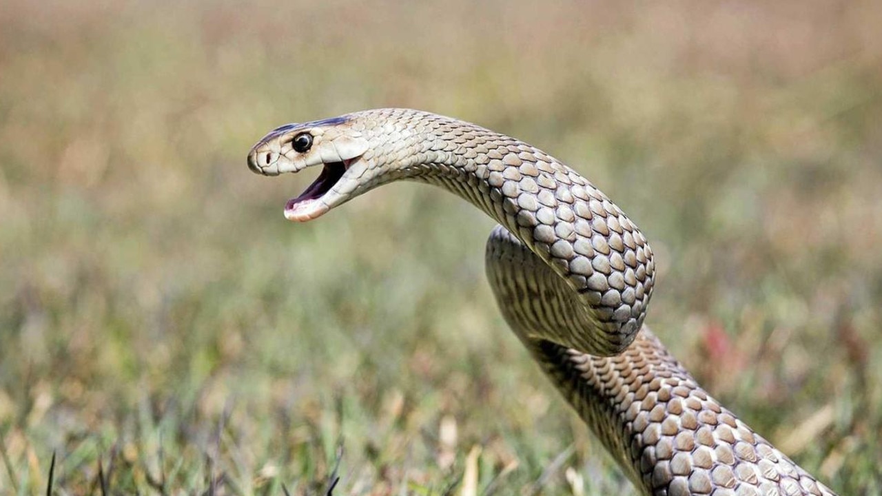 A boy was taken to hospital after a suspected snake bite at the Gold Coast show on Saturday.