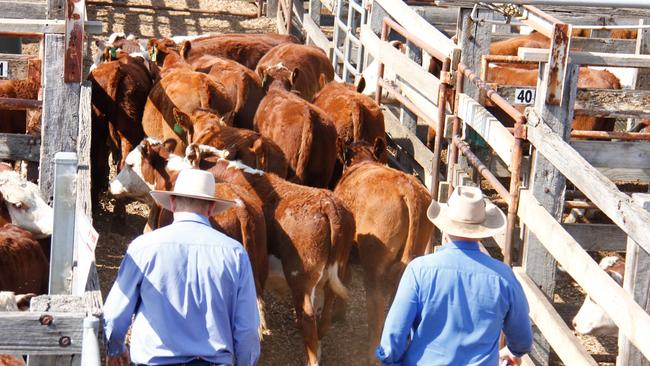 Cattle prices have reached their highest level since June 2017.