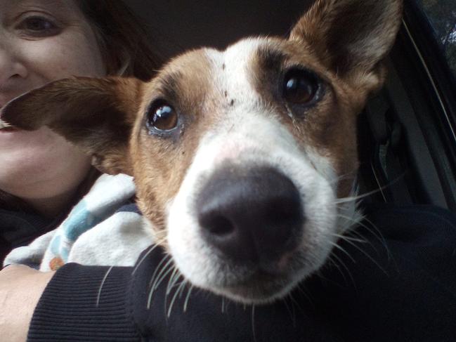 Kate Barber with her dog Happy who was found clinging to a ladder in an underground bunker at Woodhill. Picture: Supplied