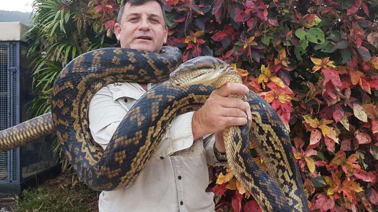 Cairns snakes: Huge scrub python caught in Cairns | The Cairns Post