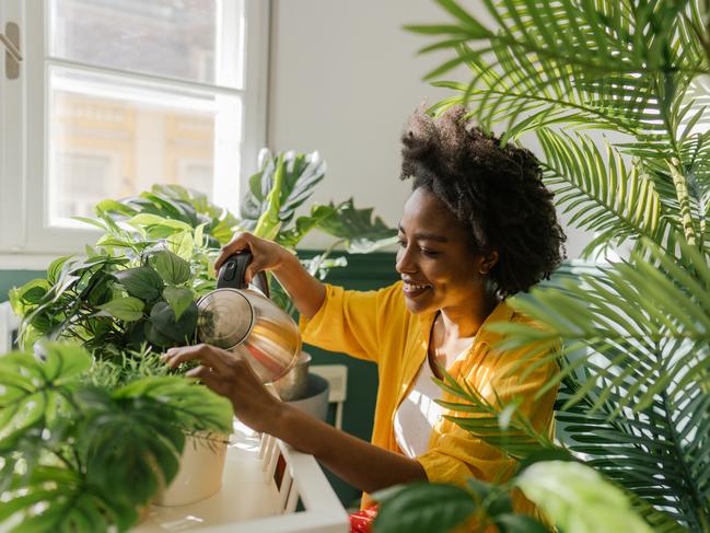 No home is complete without houseplants.