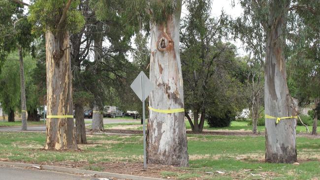 Some of the trees earmarked for removal at the old Glenside Hospital site.