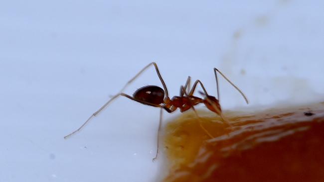 Townsville Yellow Crazy Ant Community Task Force community co-ordinator Bev Job says the outbreak of the ants (pictured) could get worse if not treated. Picture: Evan Morgan