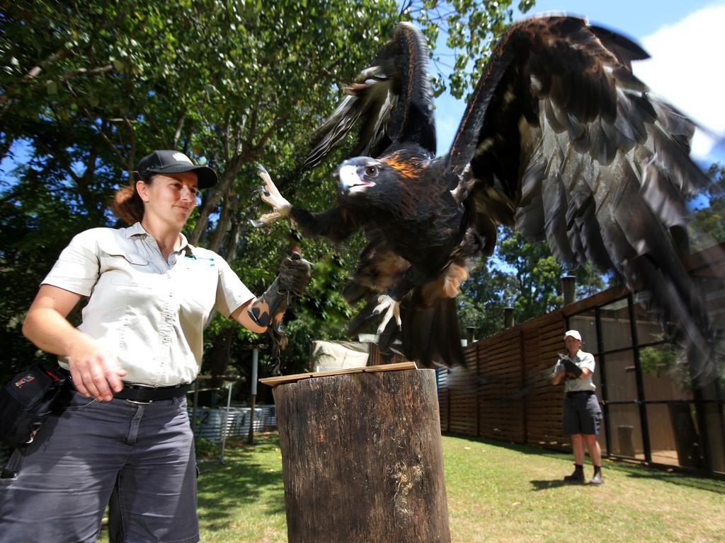 Currumbin Wildlife Sanctuary when it unveils its new free flight bird ...