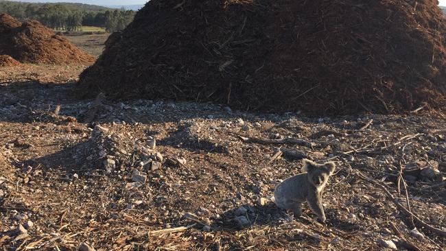 An iconic shot of a Pimpama koala with nowhere to go after all the trees were cut down around him.