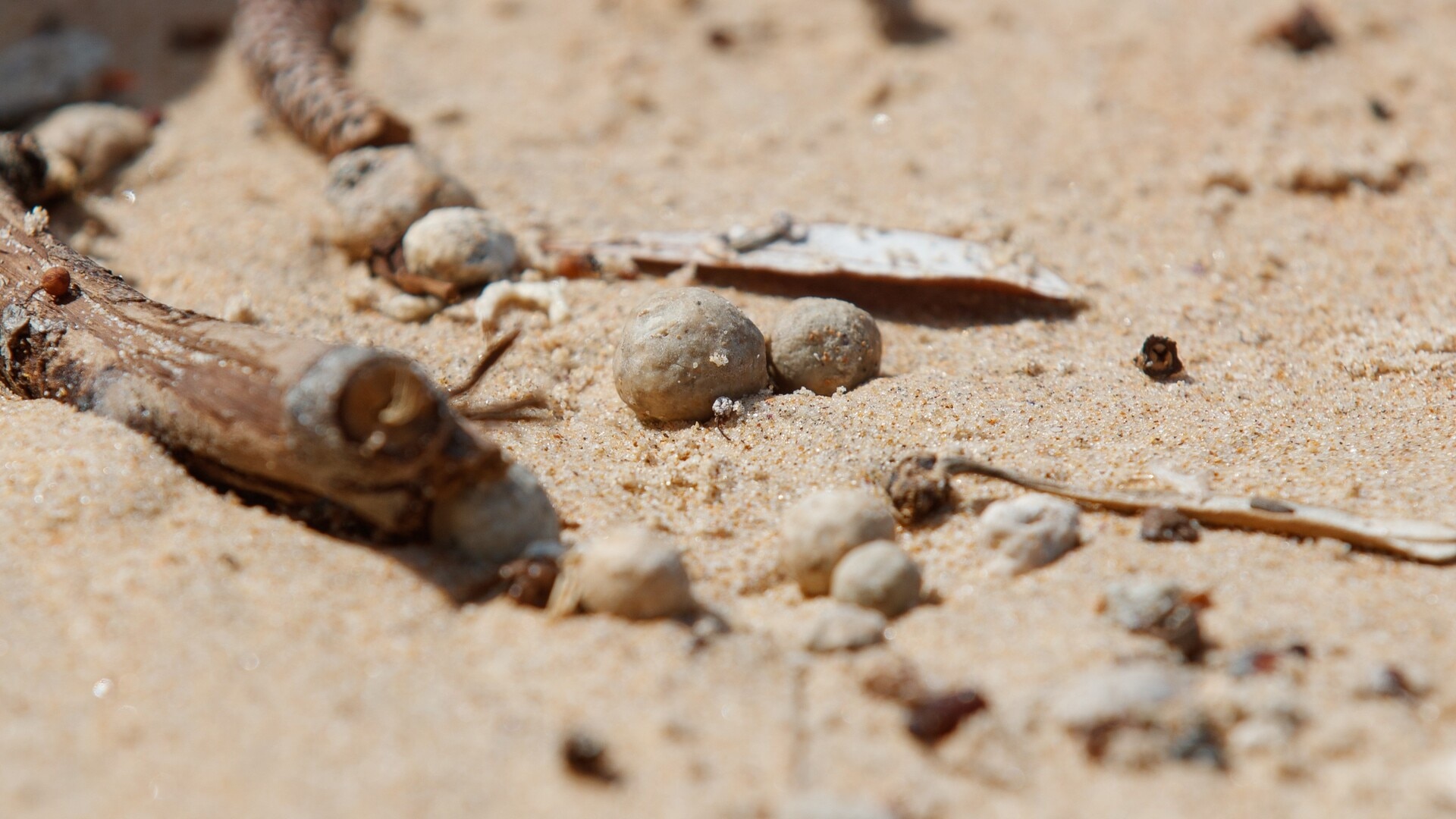 Test results of mystery pollution balls on Sydney’s beaches revealed