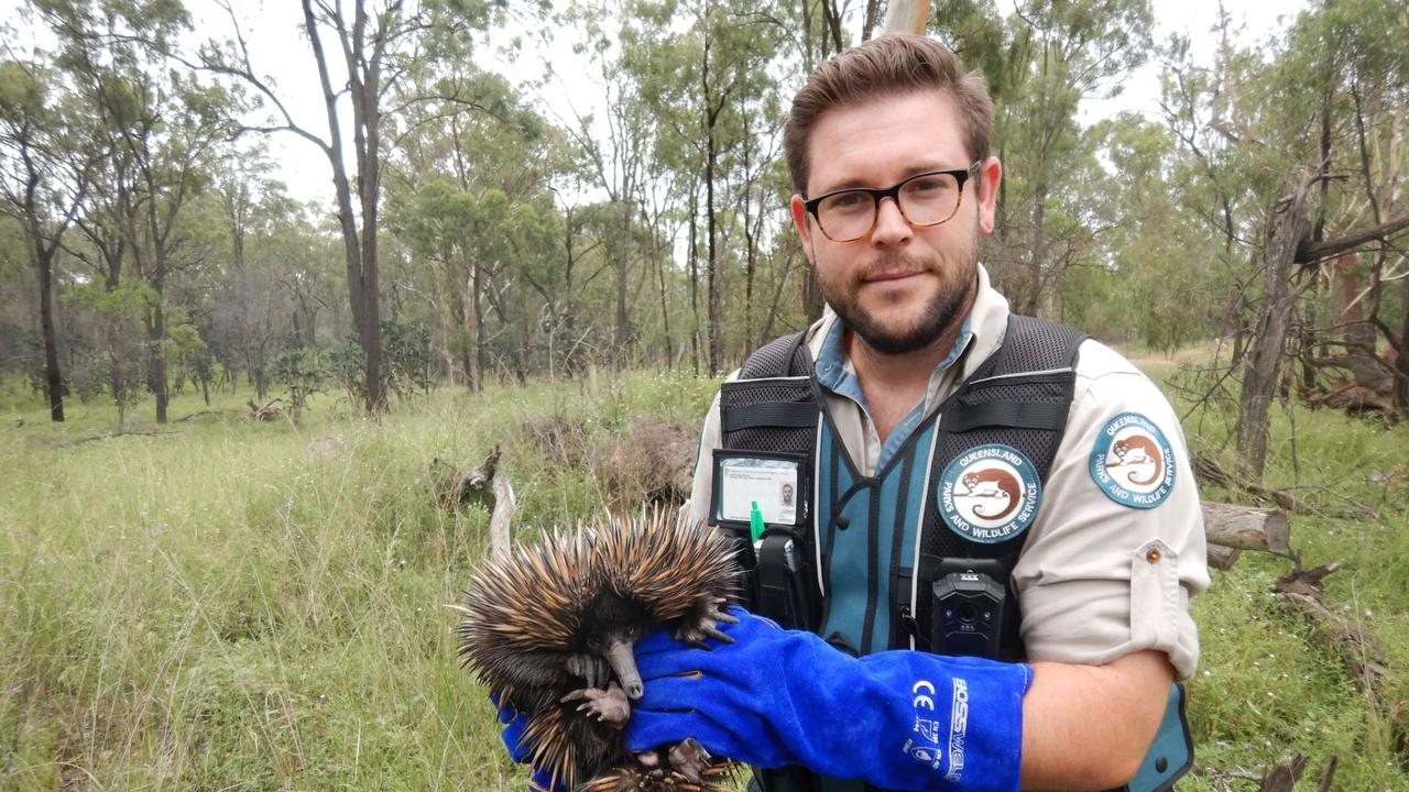 FULL RECOVERY: DES wildlife officer Jonathon McDonald releasing the Warwick echidna back into her natural habitat.