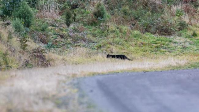 The big cat snapped by Amber Noseda in the Otways. Picture: Amber Noseda