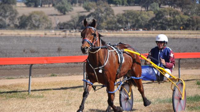 Dayl March rides BG Three at Allman Park. Harness racing will return to Warwick for the first time in almost 50 years next month.Photo Michael Cormack / Warwick Daily News