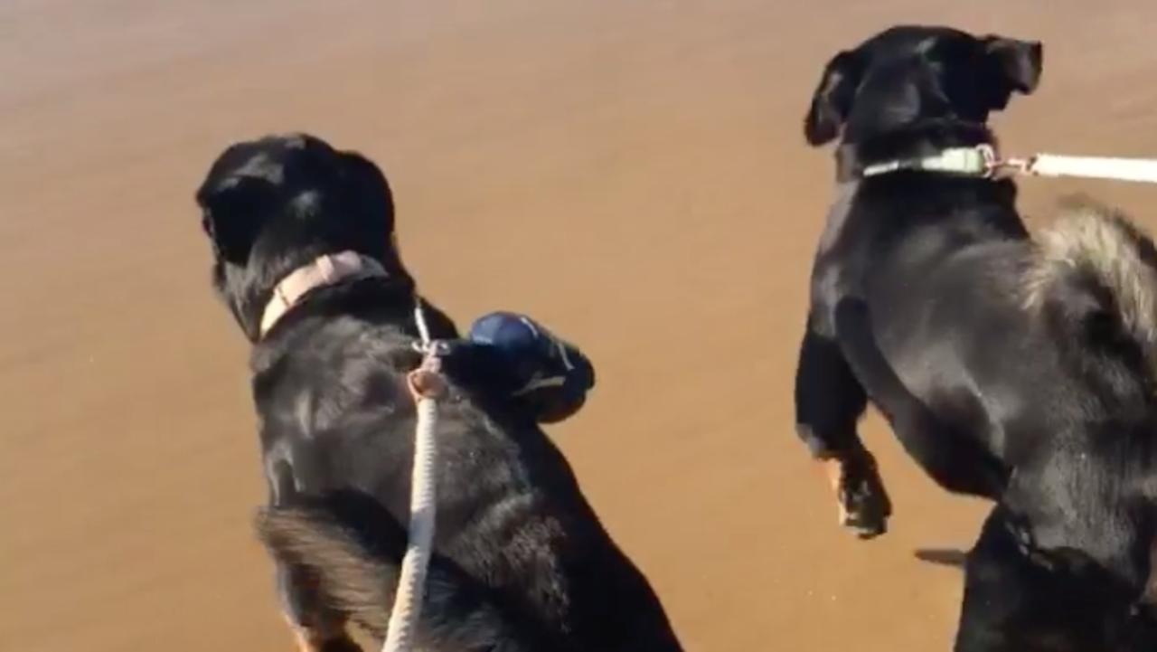 Experts believe the rottweiler dogs that killed a baby in Moruya were set off by some sort of trigger. Picture: Facebook