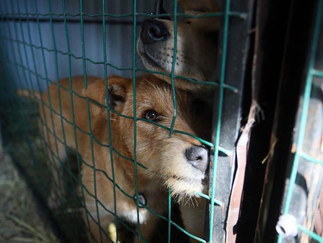 Dogs in an aviary in the "Home for Rescued Animals" shelter in the western Ukrainian city of Lviv. Picture: AFP