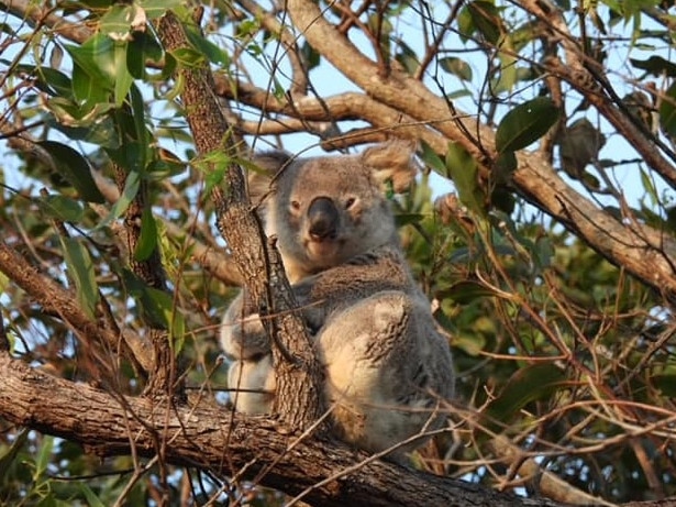 Just months after part of Bravo’s habitat was cleared, he was found dead. Picture: Koala Hospital Port Macquarie Facebook Page