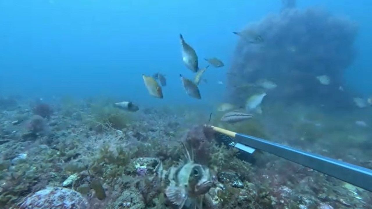 Fish captured near the Turners Beach artificial reef using a baited remote underwater video (BRUV). Picture: Sarah Ugalde