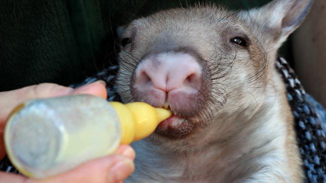 Taronga Zoo’s Waru the 6-month-old baby southern hairy nosed wombat after being orphaned. Picture: Toby Zerna