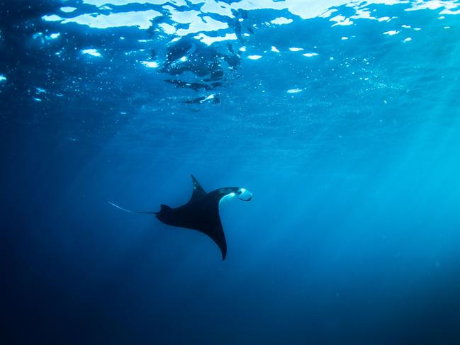 Manta. Steve Irwin’s 13-year-old son Robert demonstrates an exceptional talent behind the lens with a series of candid and close-up images of wildlife in their natural habitats. Picture: Robert Irwin