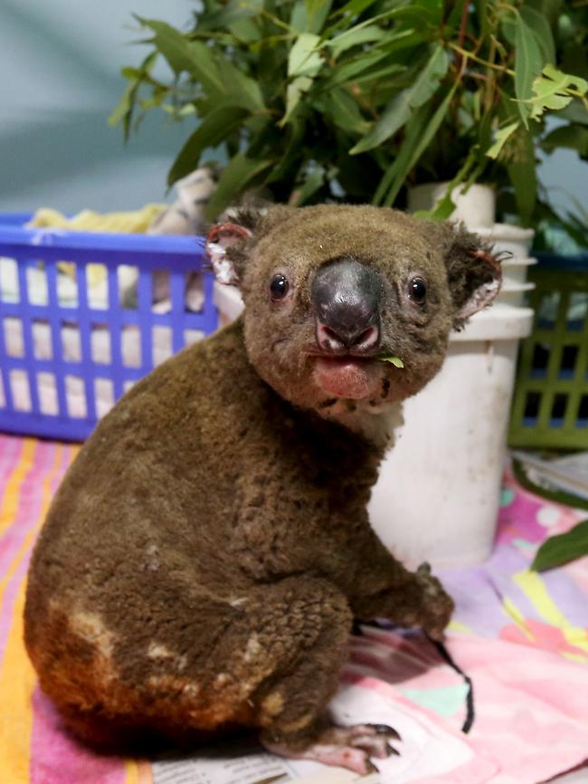 A koala named Paul recovers from his burns in the ICU at The Port Macquarie Koala Hospital. Picture: Nathan Edwards