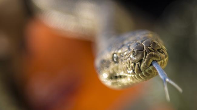 Snake bite victims are being reminded to leave the culprits at the scene following a rise in the dangerous animals making their way into emergency rooms. Photo Luka Kauzlaric / The Observer