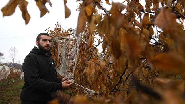 James Tadrosse inspects burnt apple trees on his family’s fruit farm at Bilpin on January 17. The fire destroyed around 7000 fruit trees and hail netting. Picture: AAP