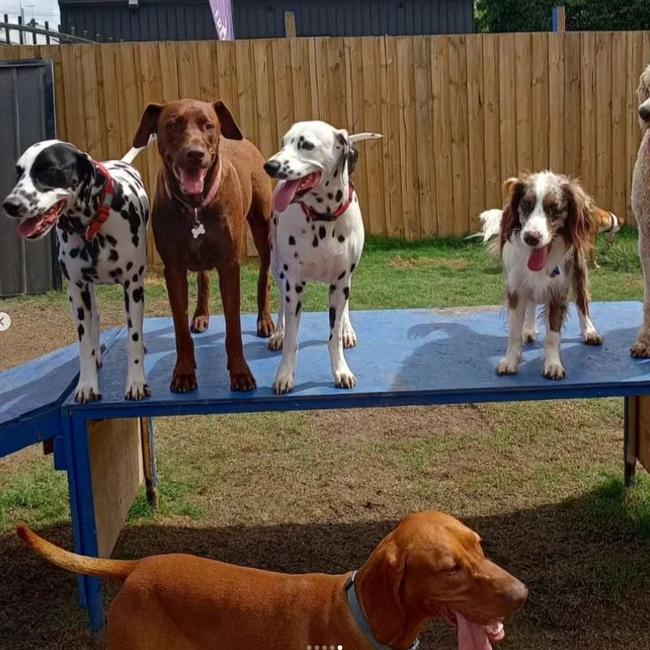 Mausey the collie spaniel cross (right) friends having fun at Gabba Doggy Day care. Picture: instagram.com/gabbadoggydaycare