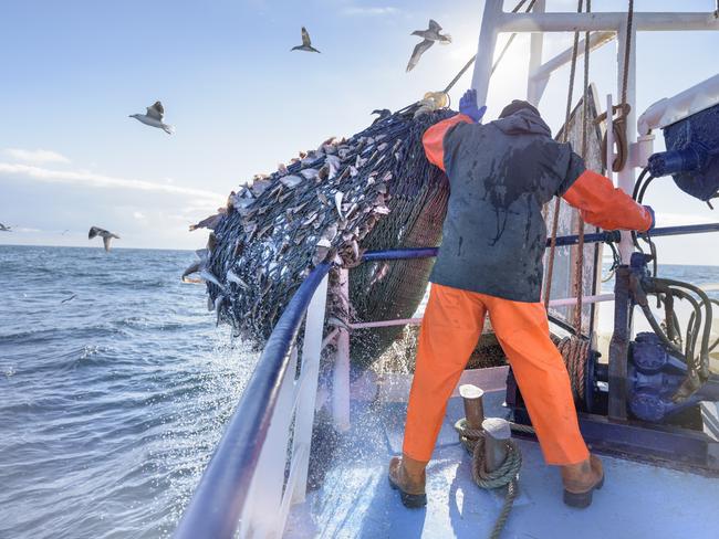 Fisherman emptying net full of fish into hold on trawler for blockchain story