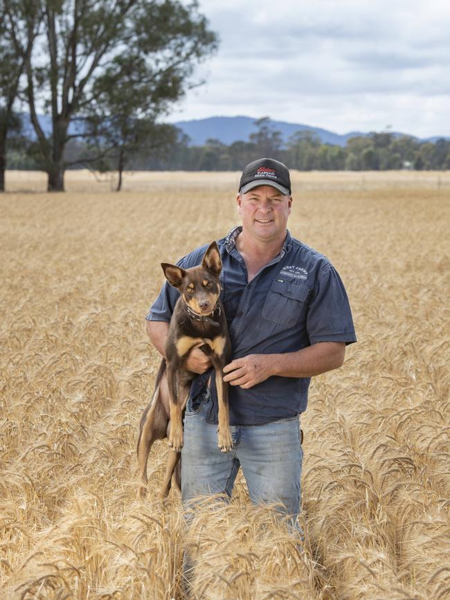 Shane Bibby with his Kelpie called Macey in a barley crop at Navarre. Picture: Zoe Phillips