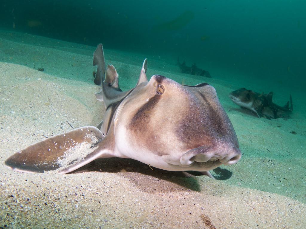 Sydney marine ecologist John Turnbull’s underwater photos of marine ...