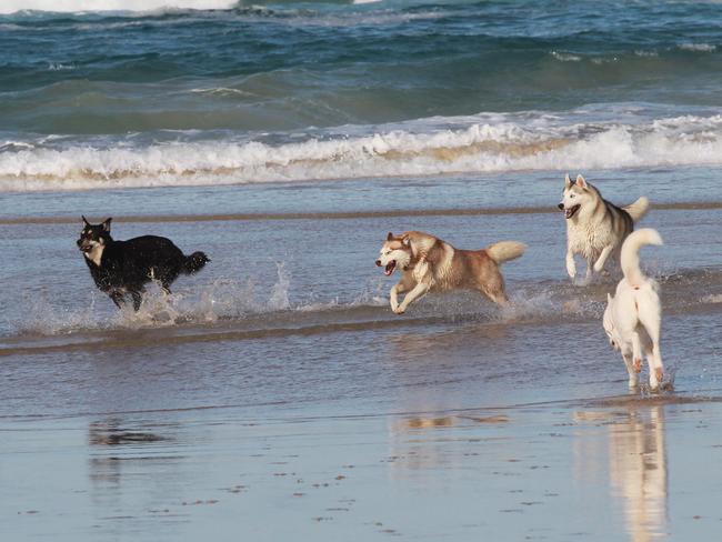 Pictured at the dog Beach at the Spit Main Beach in a Game of Thrones style picture for Winter is Coming ,   Jesus Velis (real Name) Ph 0452198629  as Jon Snow and His Wolf Pack . Dogs Names L-R in Wide id  line up pic  Killer , Wiley , Skye , Kato , Yoki , Storm Zues , alve , and Nikeishah .   Picture Mike Batterham