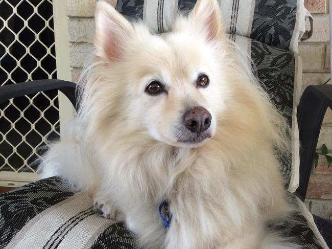 Charlie the German Spitz