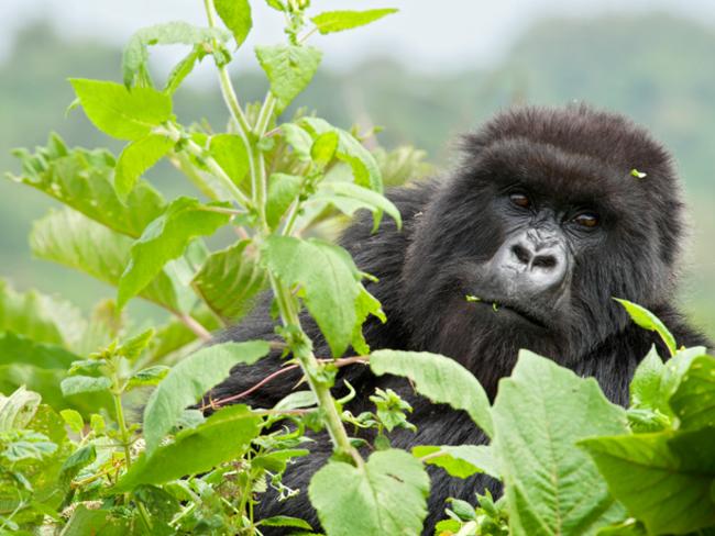 Rwanda’s population of mountain gorillas attracts thousands of tourists.