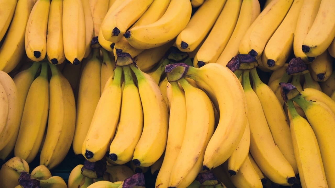 Panama disease goes bananas in Queensland crops