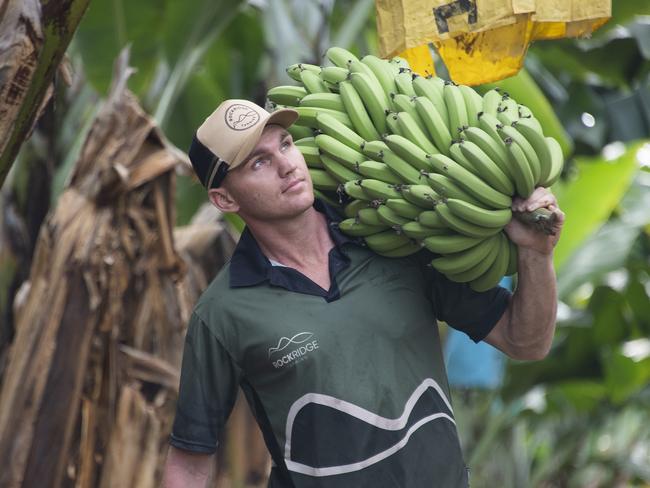 RockRidge Farms banana farmer Tom Howe. Picture: Brian Cassey