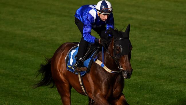 Winx during track work at The Valley ahead of the Cox Plate in Melbourne, Tuesday, Oct. 18, 2016. (AAP Image/Tracey Nearmy) NO ARCHIVING