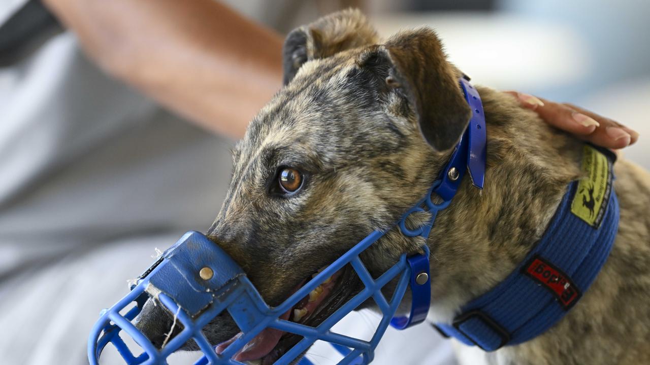 Sarah pats her ex racing greyhound called Nanna. Picture: Mark Brake