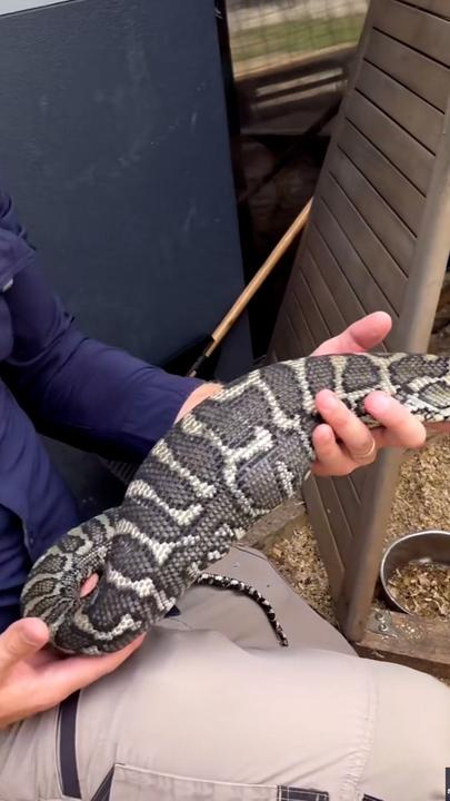 Massive python with 'full belly' found lurking in chicken coop