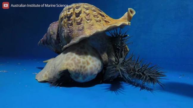 giant sea snails