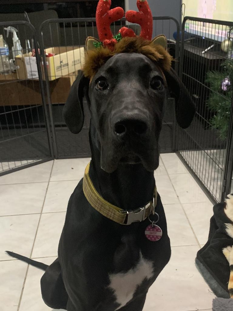 Daisy the Great Dane ready for Christmas. Picture: Jaime