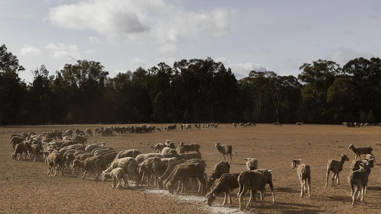 The crisis could eventually ramp up grocery prices across the country. Picture: Brook Mitchell/Getty Images