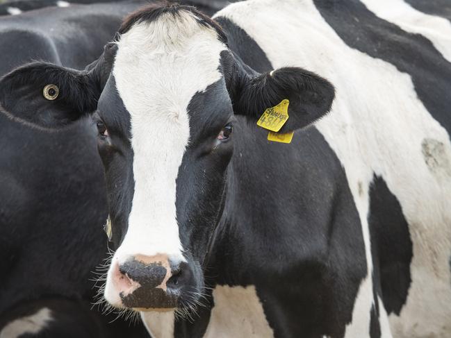 DAIRY: Mary Faherty Irish dairy workerPICTURED: Generic dairy cow. Milk. Dairy. Holstein. Dairy cows. Dairy cattle. Stock Photo.Picture: Zoe Phillips